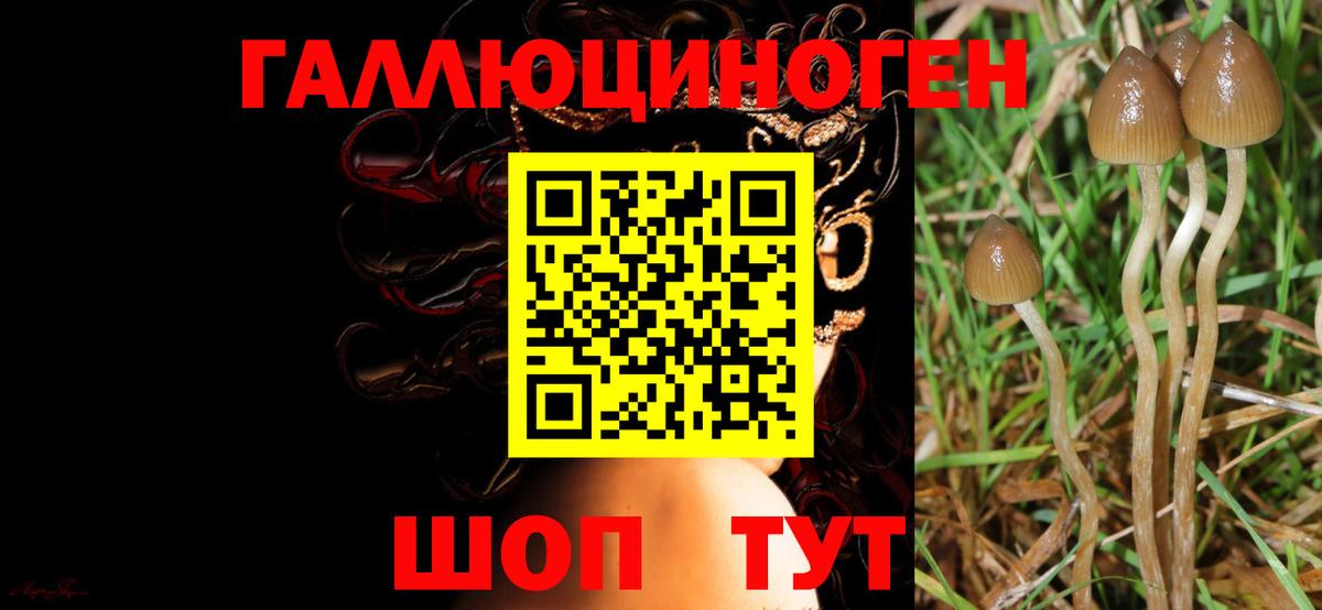 Нижний Тагил  Галлюциногенные грибы Psilocybine cubensis  Вход с VPN 